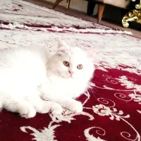 گربه پرشین