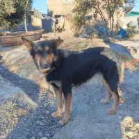 سگ هاسکی ژرمن.