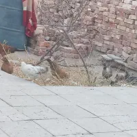 جوجه 4ماهه