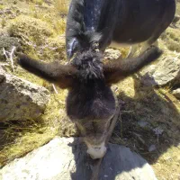 خر یا الاغ فروشی گله ای|حیوانات مزرعه|بلداجی, |دیوار