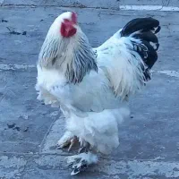 برهما لایت . تخم مرغ تزئنی لایت .جوجه لایت