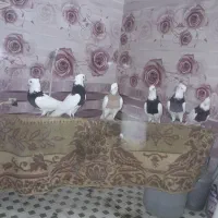 ۶عدد کبوتر طوقی فروشی همه با هم