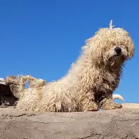 دوقلاده سگ پاکوتاه