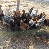 جوجه  گلپایگانی ۸۰ روزه