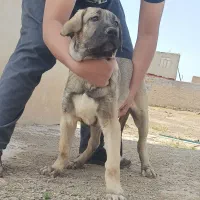 سگ پژدر