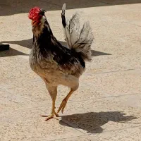 خروس گلین کاکلی طوسی