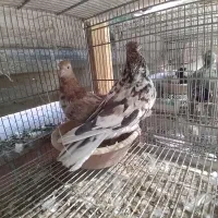 یک جفت کبوتر سرور|پرنده|قم, جوی شور|دیوار