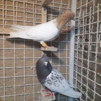 کله سینه ساده موشی