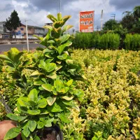 شمشاد طلایی سطل ۳ونایلکسی|گل و گیاه طبیعی|قائم‌شهر, |دیوار