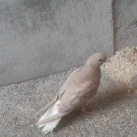 کبوتر