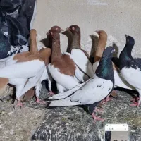 یهودی ۹تا ۱۲تمن باقیمت مشکل نداری درخدمتم