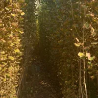 ارئه نهال صنوبر|خدمات باغبانی و درختکاری|تهران, شهرآرا|دیوار