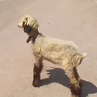 بره یا کوه ماده داشتی