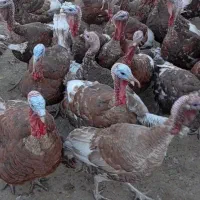 فروش 100عدد بوقلمون محلی|حیوانات مزرعه|ننور, |دیوار