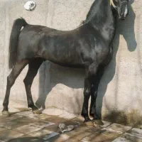فروش یک عدد کشش سیلمی معروف امپراطور