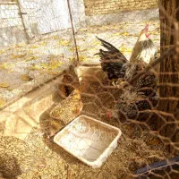 مرغ و خروس سبرایت مینیاتوری|حیوانات مزرعه|الیگودرز, |دیوار