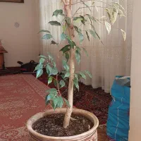 گل بنجامین.سانسوریا.فیلتوس.دیفن.ادرس گلبهار|گل و گیاه طبیعی|گلبهار, شهر جدید گلبهار|دیوار