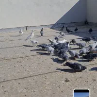 کبوتر آلمانی|پرنده|سبزوار, رباط|دیوار