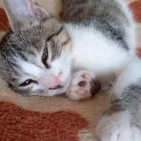 گربه پسر چهارماهه