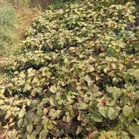 نهال تلخ بذر خیاری