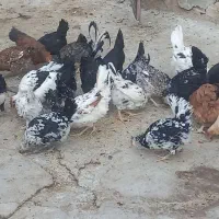 مرغ گلین ریشو