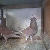 کبوتر|پرنده|اصفهان, خانه اصفهان|دیوار