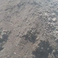کود مرغی خشک داخل مرغداری