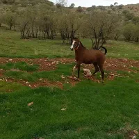 کره مادیان از شاهزاده سین