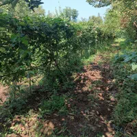 1218متر زمین و خانه ویلایی در لیسار زیبا|فروش خانه و ویلا|لیسار, |دیوار