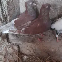 کبو تر