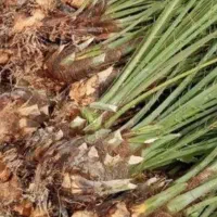 نهال مضافتی