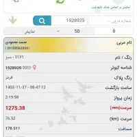 سلام یک ماده زابلی گرفته شوده از پارسال و ثب هست|پرنده|نهبندان, |دیوار