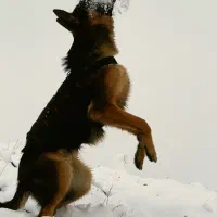 سگ ژرمن وورک اصیل واگذاری|سگ|مشهد, چهارچشمه|دیوار