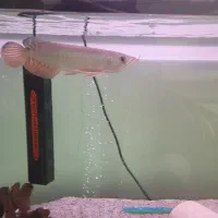 آروانا گلدن هایبک