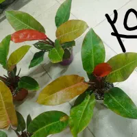 خرفه|خوردنی و آشامیدنی|مشهد, حیدرآباد|دیوار