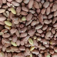 بادام زمینی آستانه تازه و اعلا|خوردنی و آشامیدنی|تهران, بازار|دیوار