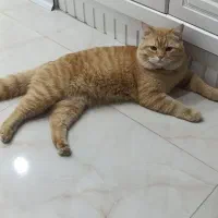 گربه اسکاتیش|گربه|بافق, |دیوار