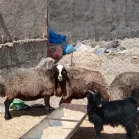 گوسفند چاق درجه یک|حیوانات مزرعه|دورود, |دیوار