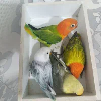 طوطی برزیلی پاربلو|پرنده|قرچک, میرزائی شمالی|دیوار