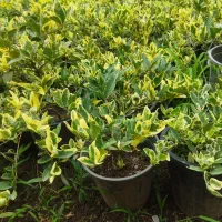 سیکاس|گل و گیاه طبیعی|کلاچای, |دیوار