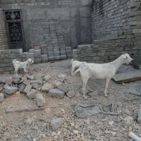 بز دوقلو زا