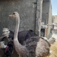 شترمرغ نروماده