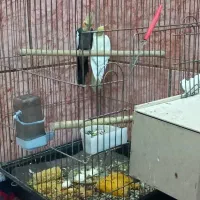 یک جفت عروس هلندی با چهار عدد جوجه