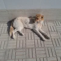 سگ گله ب شرط دهن پاک سن ۳سال