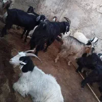 بز و کهره|حیوانات مزرعه|دهدشت, |دیوار