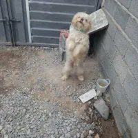 حیوانات خانگی