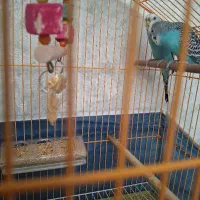 یه جفت مرغ عشق سرحال زرنگ نر و ماده