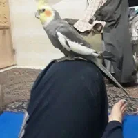 عروس هلندی آلبینو و نربالغ مست|پرنده|مشهد, کوشش|دیوار