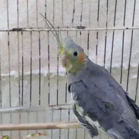 چند تا عروس هلندی سالم