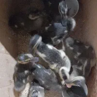 جوجه اردک محلی یک ماهه